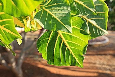 《消逝的光芒2》共支持17种语言 10种配音 包括中文配音