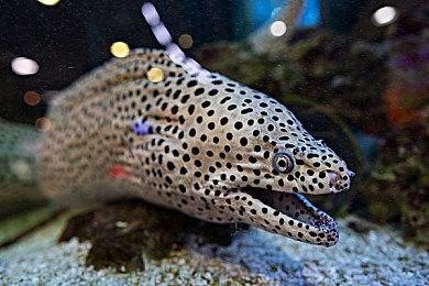 《FIFA 22》年度球队评选进行中 最佳中场球员提名公布